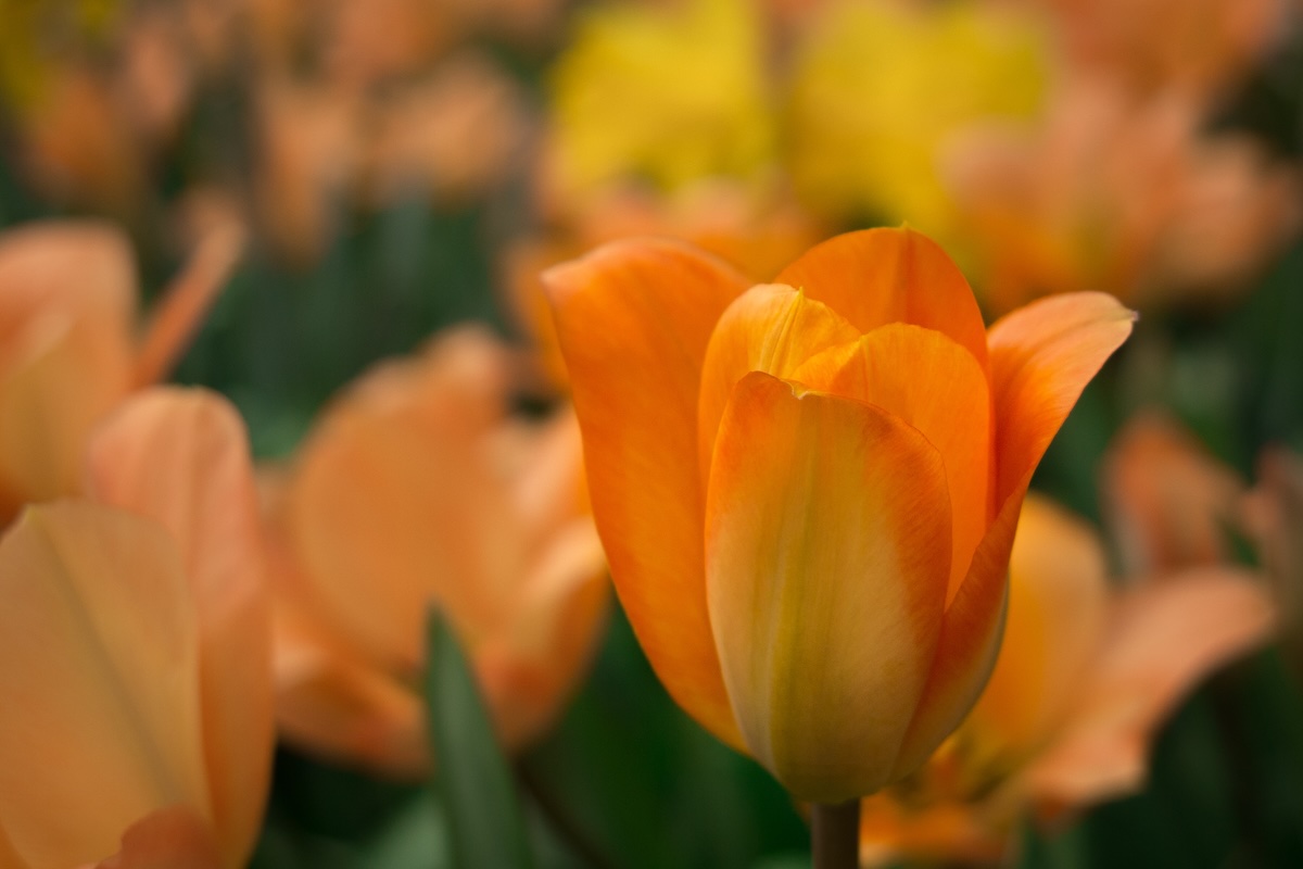 Ассоциация поздравляет женщин с 8 марта!